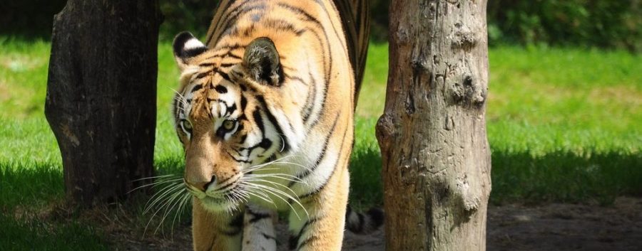 The Rafah Zoo: Evacuated Animals Shed Light on The Conditions at Zoos