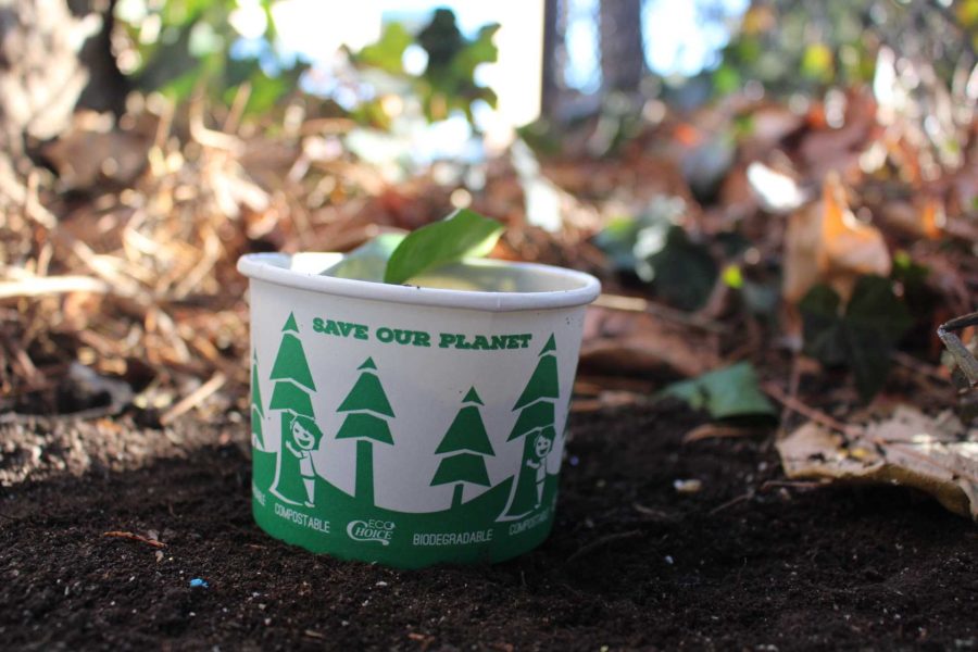 Going Green: The Ram’s Cafe takes on Sustainability