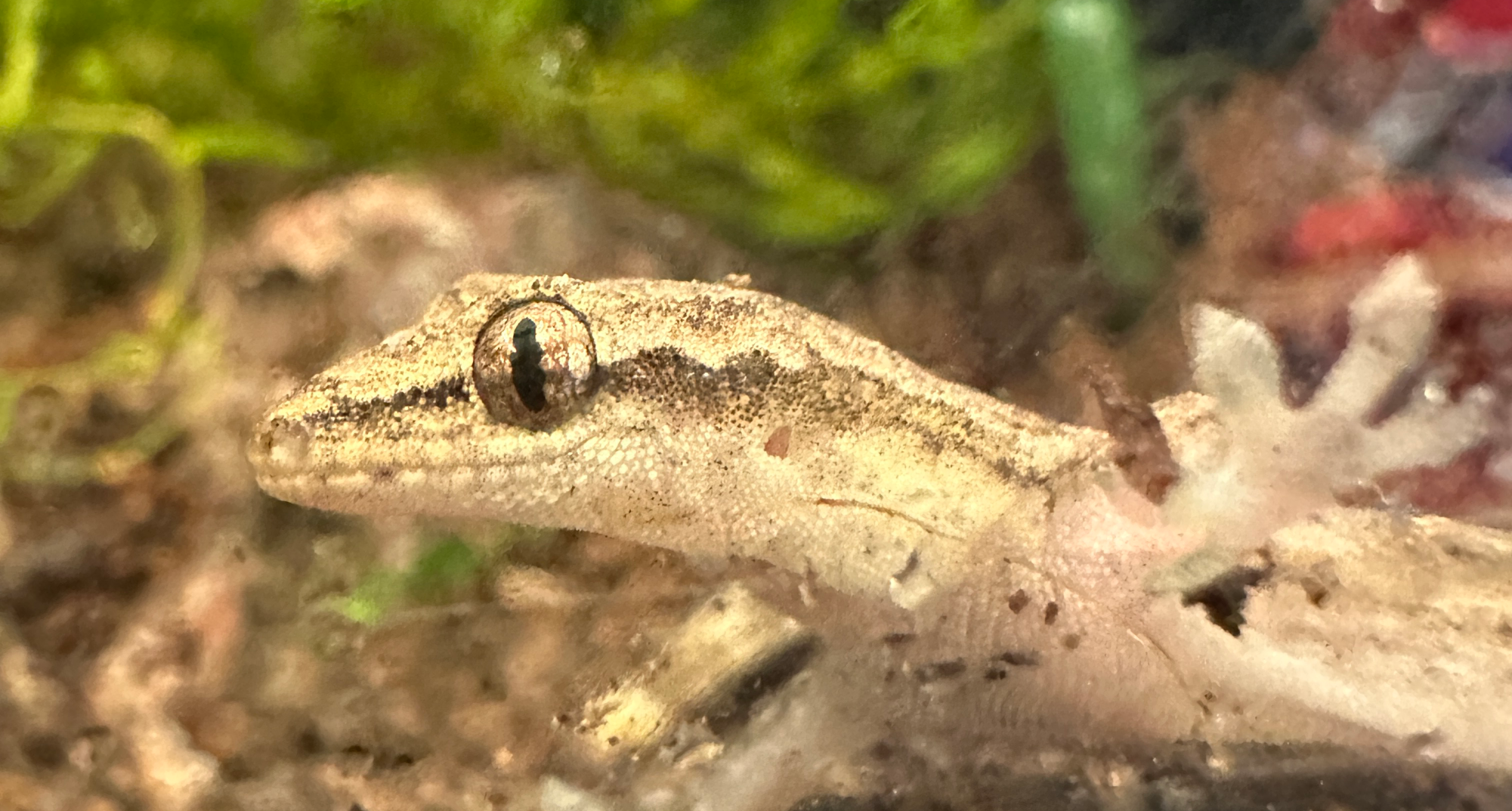 One of HBHA's new addition animals, the mourning gecko, licking droplets of water off the glass.